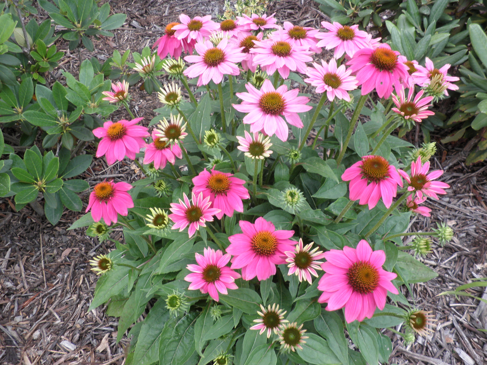 Rudbeckie