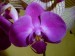 orchideje 010