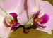 orchideje 001