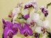 orchideje 005