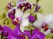 orchideje 004
